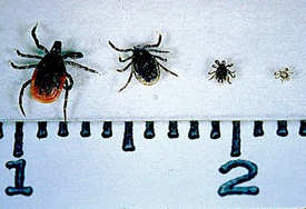 From left to right: Ixodes scapularis adult female, adult male, nymph, larva on centimeter scale